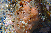カイメンsp.2