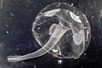 カラカサクラゲ