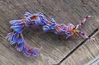 ムカデミノウミウシ