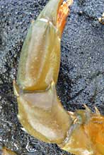トゲノコギリガザミ（鉗脚）