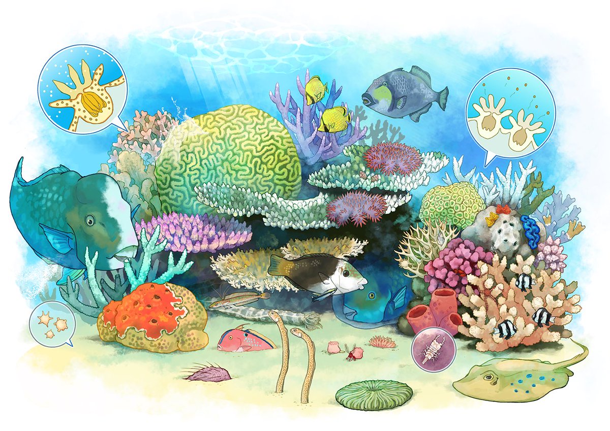 コラム～ サンゴとサンゴ礁の生き物たち | 水産無脊椎動物研究所