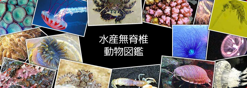 水産無脊椎動物研究所