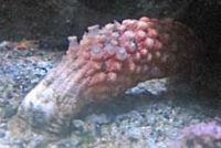 ボウウミイチゴ