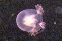 ドフラインクラゲ