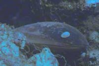 ヘイトウシンカイヒバリガイ