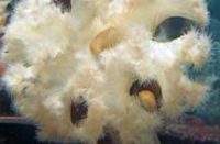 ヒダベリイソギンチャク(拡大)