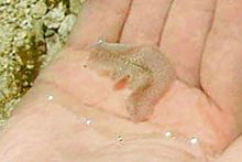 ヒョウモンヒラムシ？