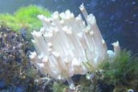 コモチハナガササンゴ