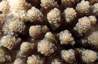 クシハダミドリイシ(拡大)