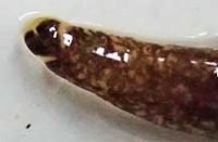 マダラヒモムシ（頭部）