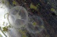 マミズクラゲ