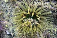 ミドリイソギンチャク