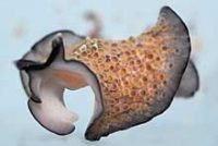 ミノヒラムシ（遊泳）