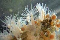 ミサキアミネウミヒドラ(拡大)