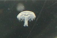 若いミズクラゲ(メテフィラ)