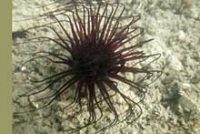 ムラサキハナギンチャク