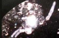 (たぶん)ヤマトニハイチュウ