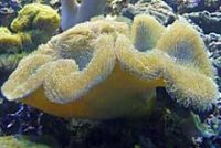 オオウミキノコ