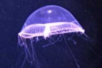 オワンクラゲ