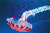 パープルストライプジェリーフィッシュ