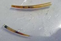 ロウソクツノガイ