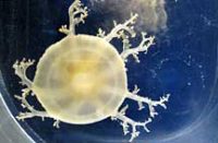 サカサクラゲの１種