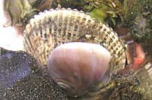 サルボウガイ（ツメタガイの後ろの白い貝）