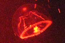 シロクラゲ（赤色ライト）