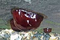 ウメボシイソギンチャク(干潮時)