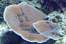 ウネリスリバチサンゴ