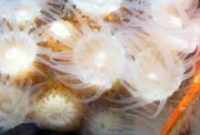 ヤツマタスナギンチャク