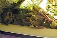 アメリカンロブスター(オマールエビ)