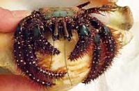 アオボシヤドカリ