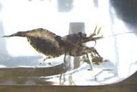 アシナガモエビ or アシナガモエビモドキ