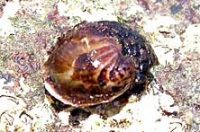 アワブネガイ(イシダタミにつく)