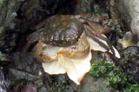ベンケイガニの仲間