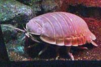 ダイオウグソクムシ(体長20~30cmはある)