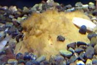 ドロイシガニ(石に半分もぐっている)