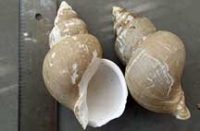 エッチュウバイ(商品名:白バイ)