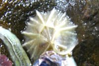 フルイヒラフジツボ