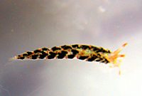 ゴシキミノウミウシ