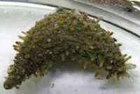 グミモドキの仲間