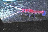 ハコエビ