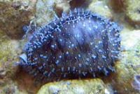 ハナビラダカラ(軟体部で貝を覆っている)