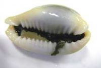 ハツユキダカラ