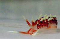 ヒブサミノウミウシ