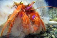 ヒノマルヒメヨコバサミ