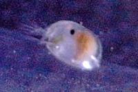 ウミホタル