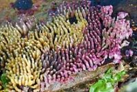 イボニシの卵(発生が進むと着色)