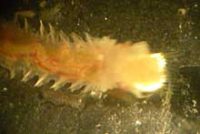 ウミイサゴムシ(頭部)